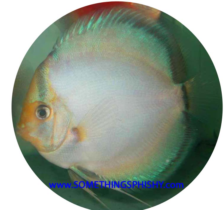 Ghost Discus Fish 2 inch